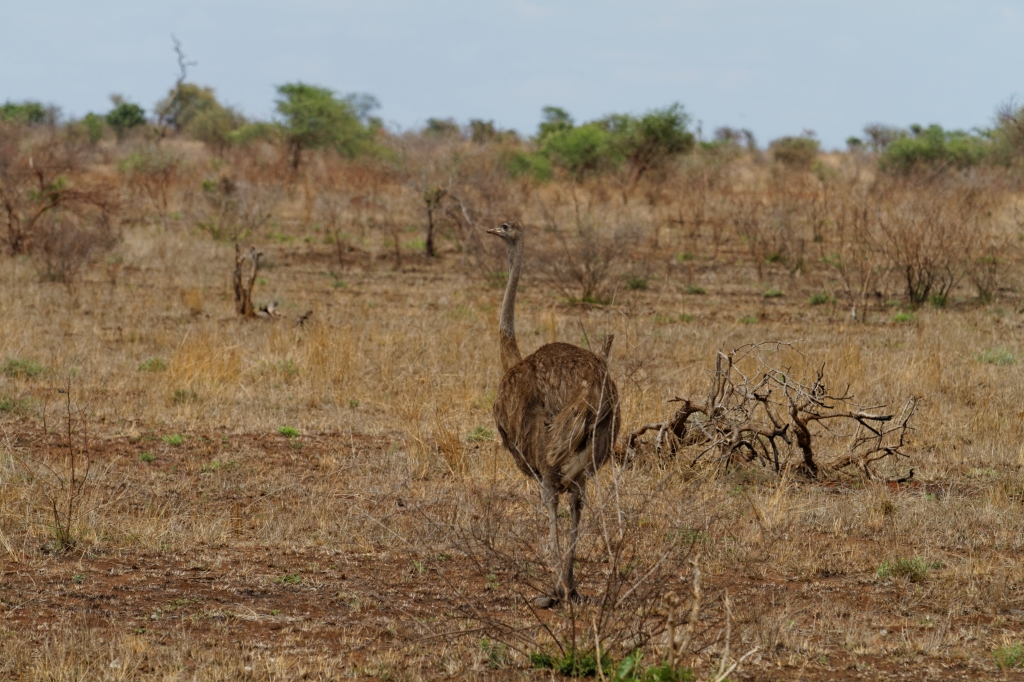 08 - Kruger NP (22).jpg